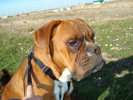 MAX ESTA ADOPTADO Y VIVIENDO AQUI EN EL PUEBLO PERO EN UNA CASA MEJOR.
SABEMOS DE EL Y ES FELIZ, TIENE SITIO PARA CORRER Y NO EN UN PISO COMO ESTBA AQUI.
SUERTE MAX!!!!!!!!!!!!!!!!!!!!!!!